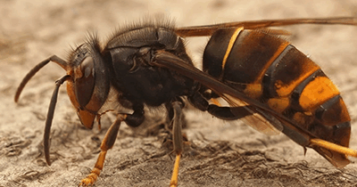 ALERTE FRELONS INVASIFS